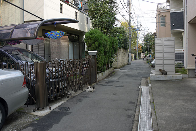 街のねこたち