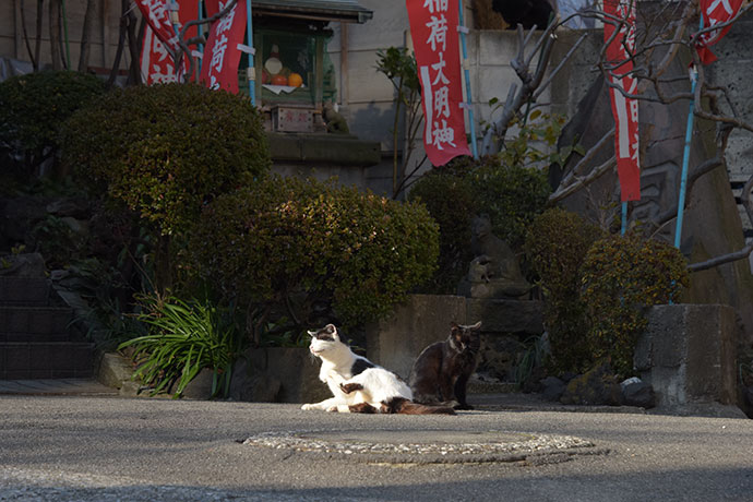 街のねこたち