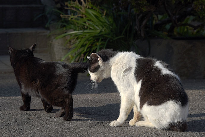街のねこたち
