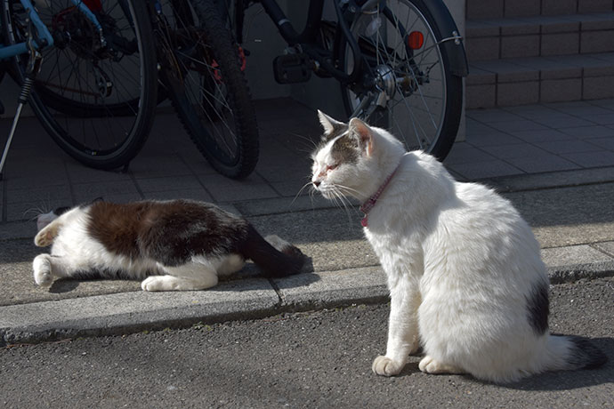 街のねこたち