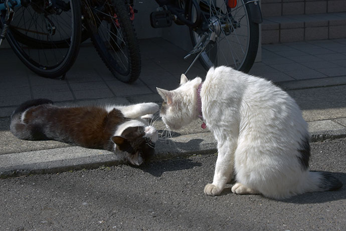 街のねこたち
