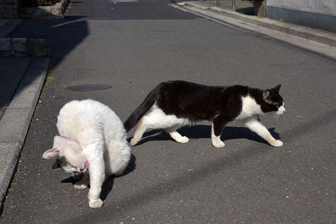 街のねこたち