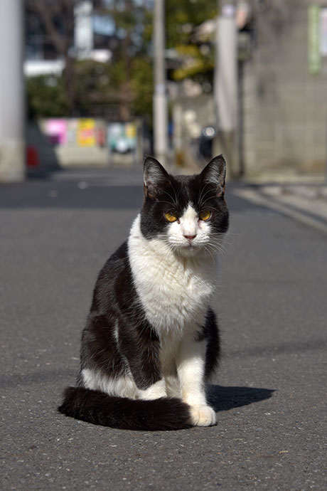 街のねこたち