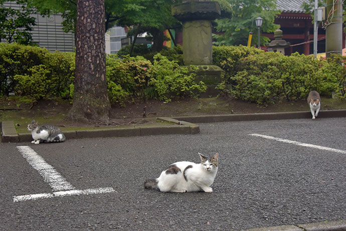 街のねこたち