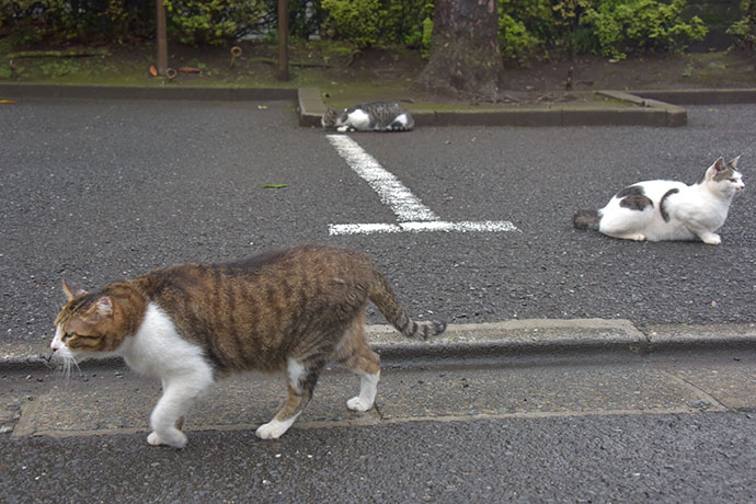 街のねこたち