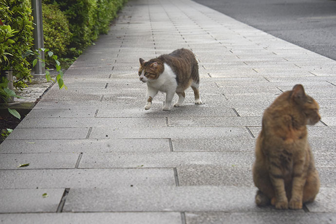 街のねこたち