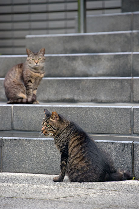 街のねこたち