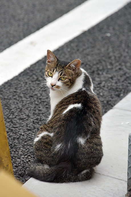 街のねこたち