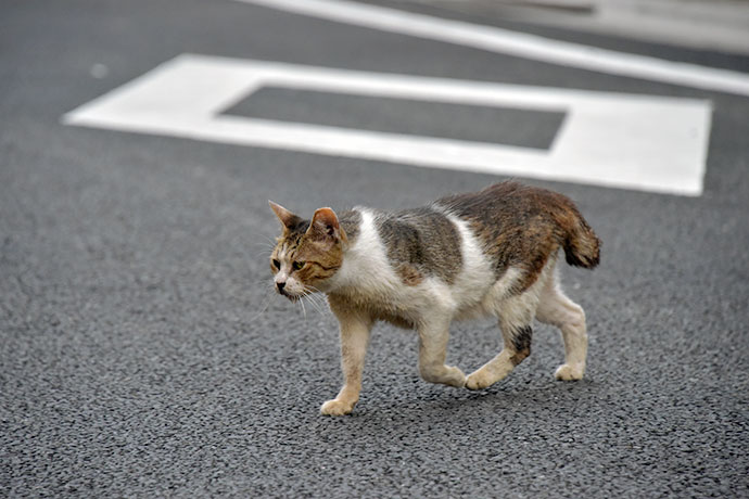 街のねこたち