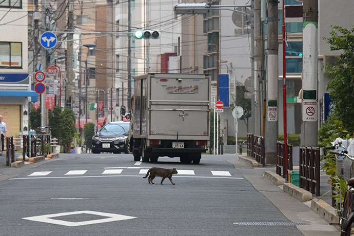 街のねこたち
