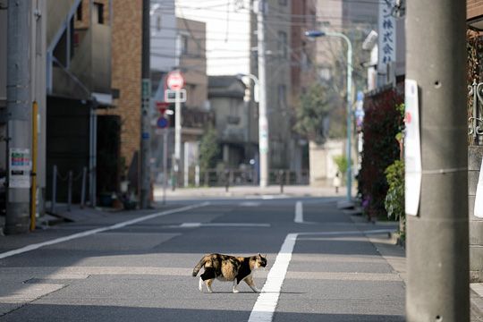 街のねこたち