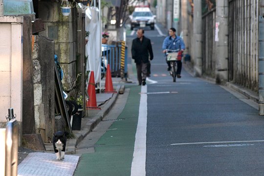 街のねこたち