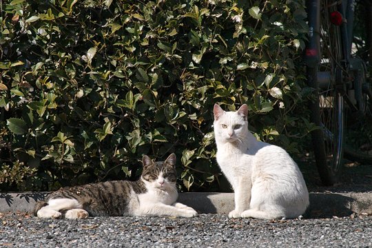 街のねこたち