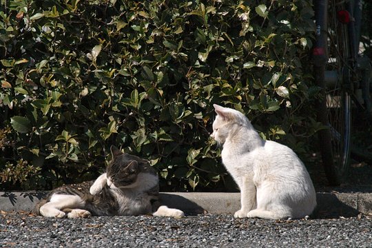 街のねこたち