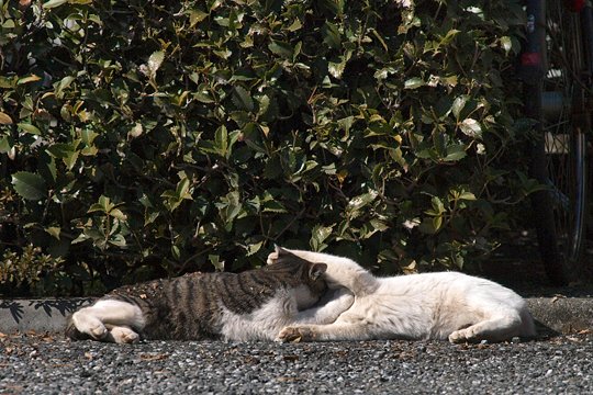 街のねこたち