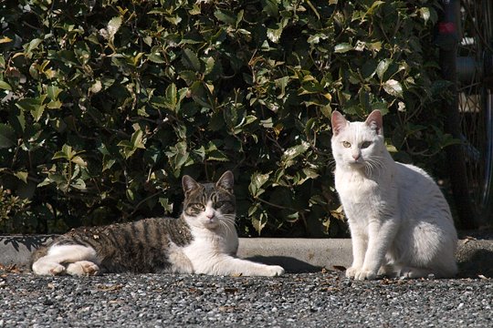 街のねこたち