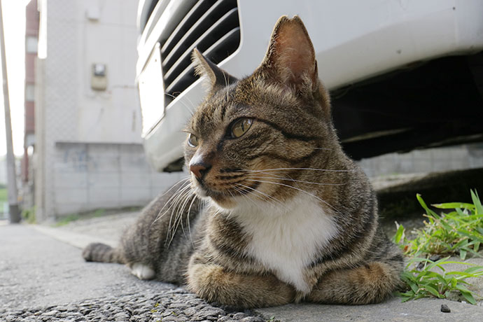 街のねこたち