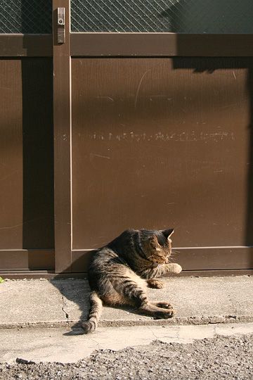 街のねこたち