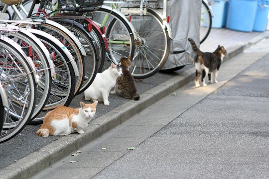 街のねこたち