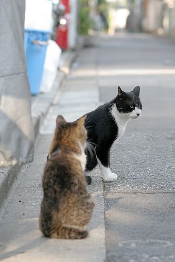 街のねこたち