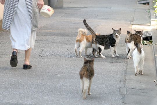 街のねこたち