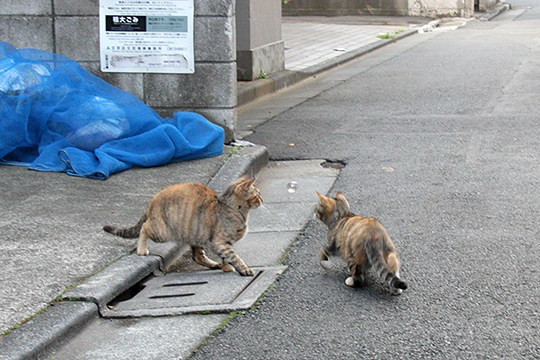 街のねこたち