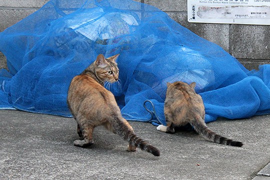 街のねこたち