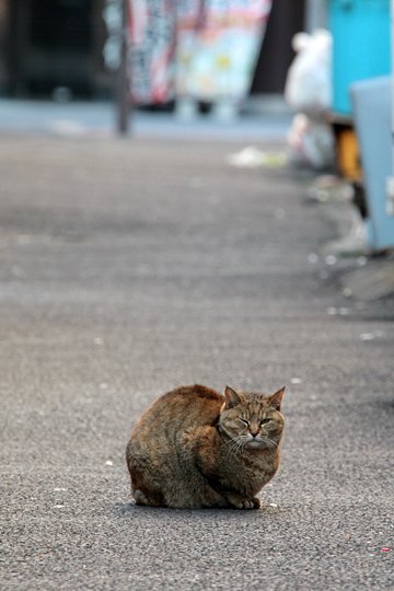 街のねこたち