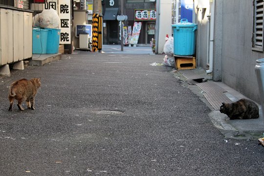 街のねこたち