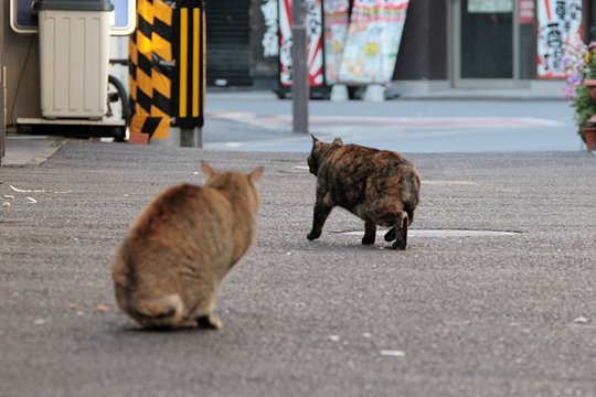 街のねこたち