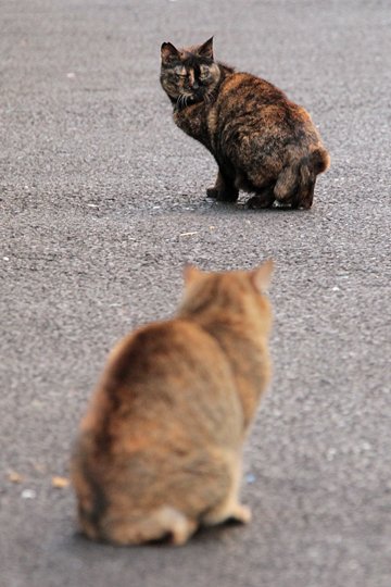 街のねこたち