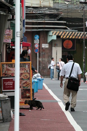 街のねこたち