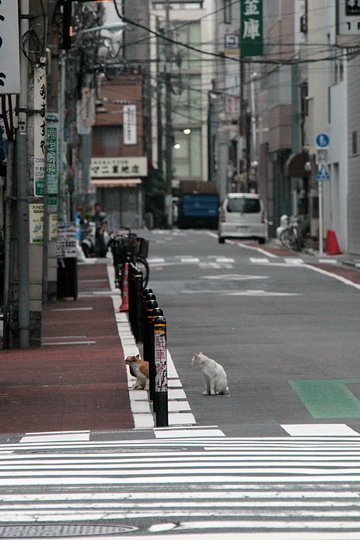 街のねこたち