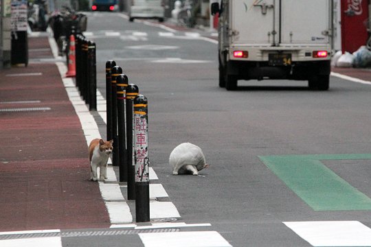街のねこたち