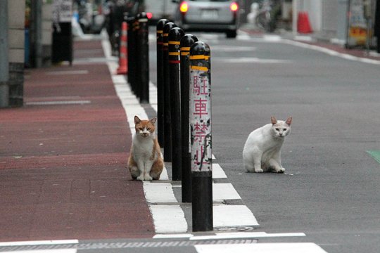 街のねこたち