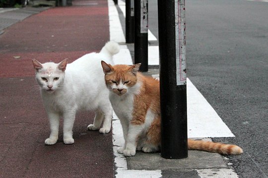 街のねこたち