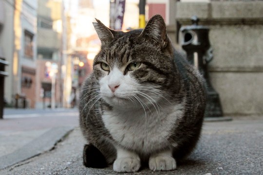 街のねこたち