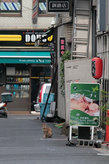 街のねこたち