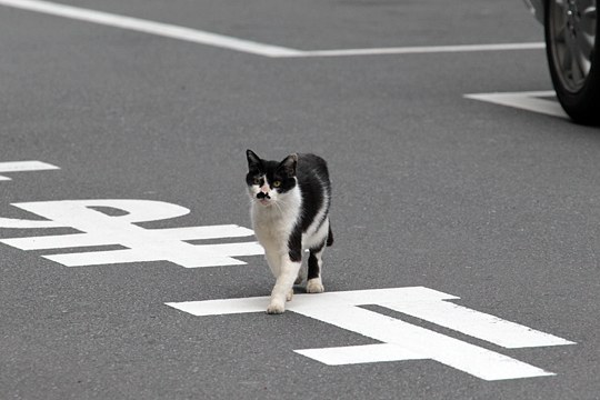 街のねこたち