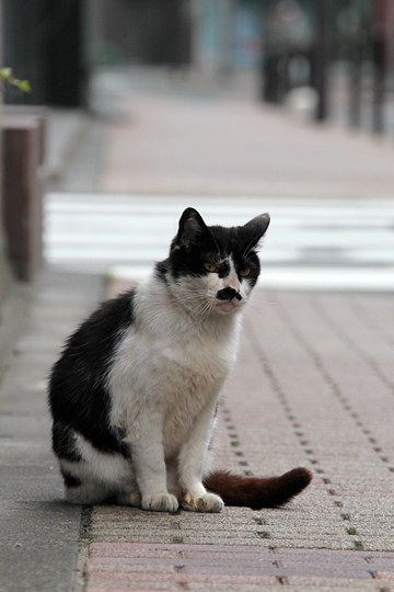 街のねこたち
