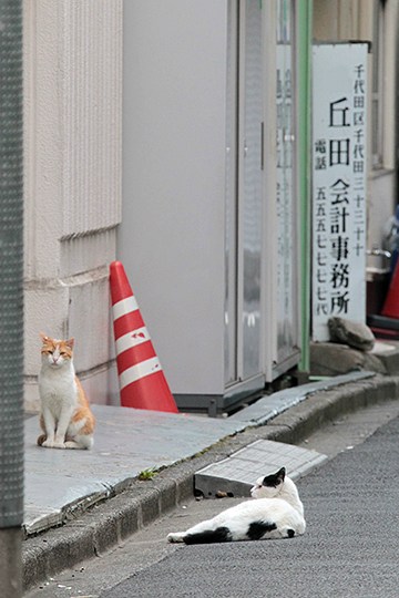 街のねこたち