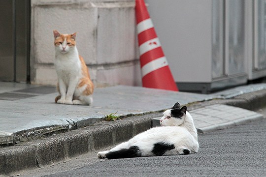 街のねこたち