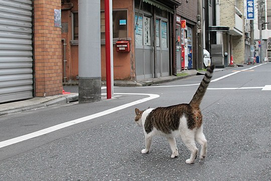 街のねこたち