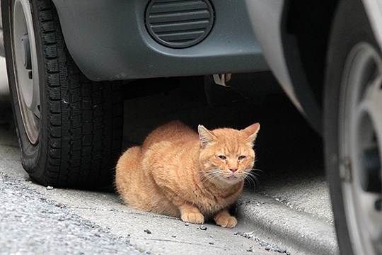 街のねこたち