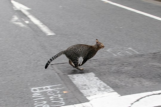 街のねこたち