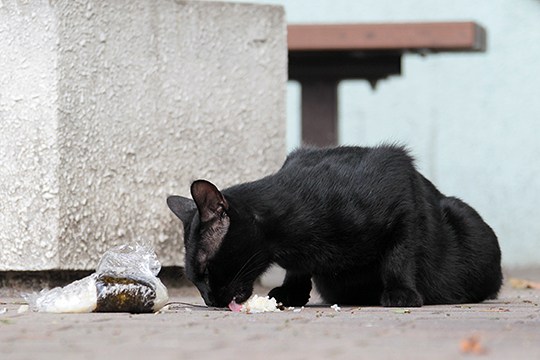 街のねこたち