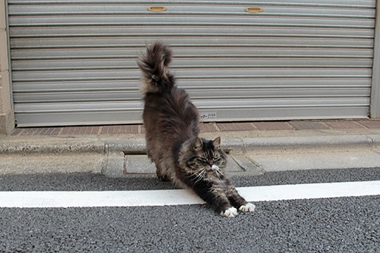 街のねこたち