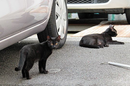 街のねこたち