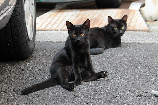 街のねこたち