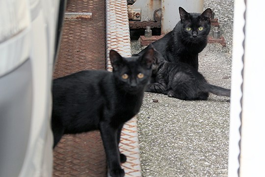 街のねこたち